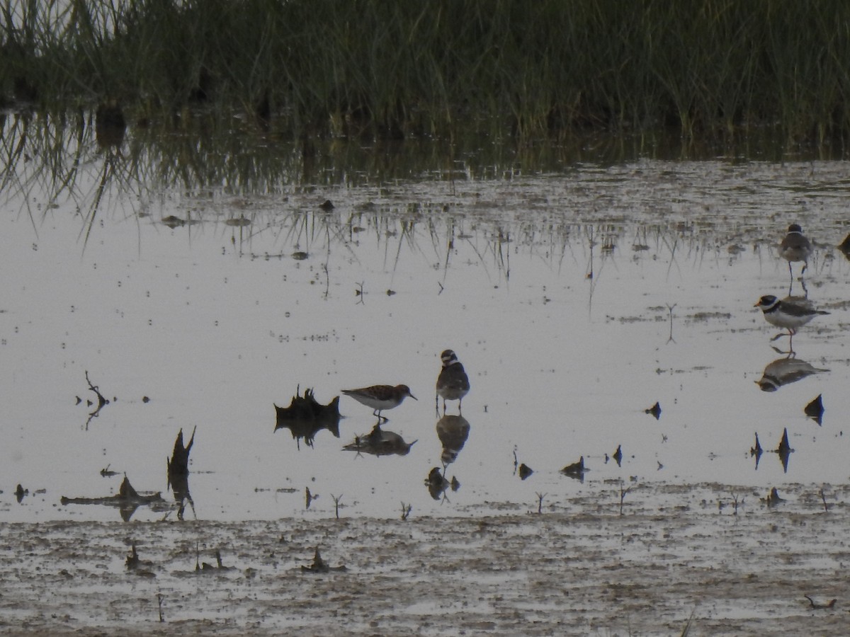 Little Stint - ML620164901