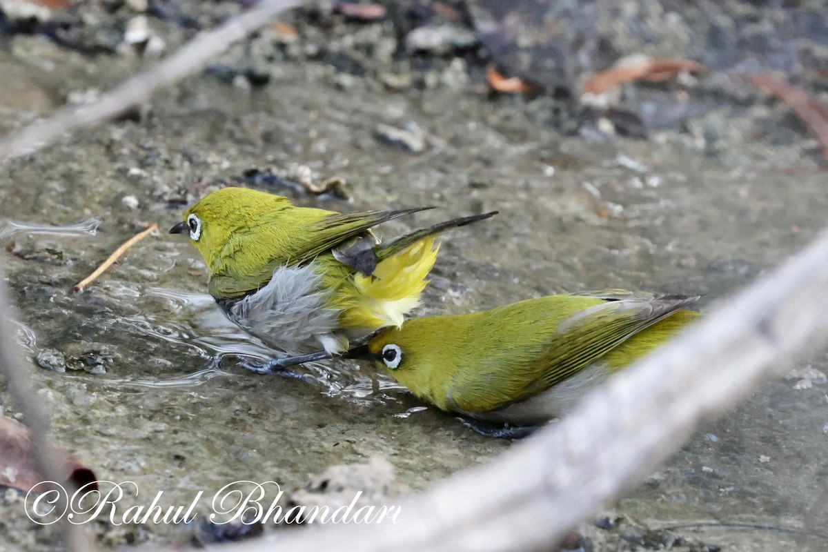 Indian White-eye - ML620164911