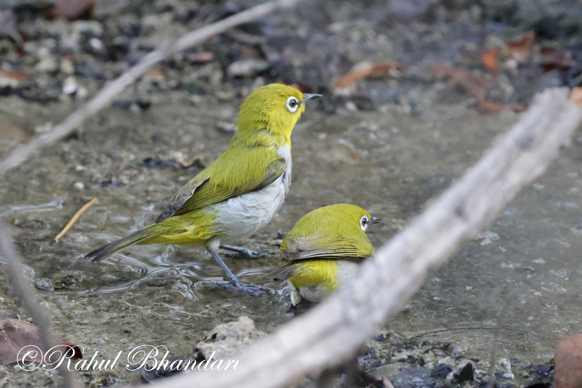 Indian White-eye - ML620164914