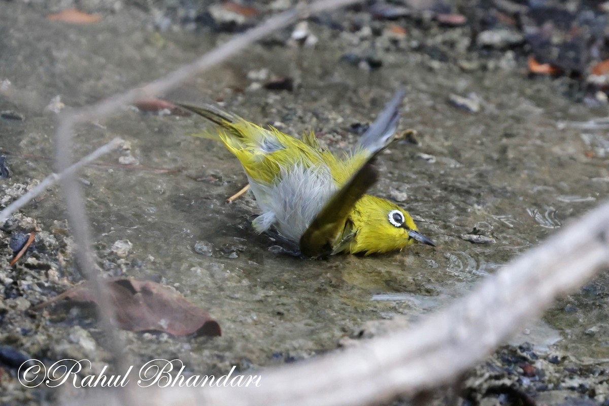 Indian White-eye - ML620164916