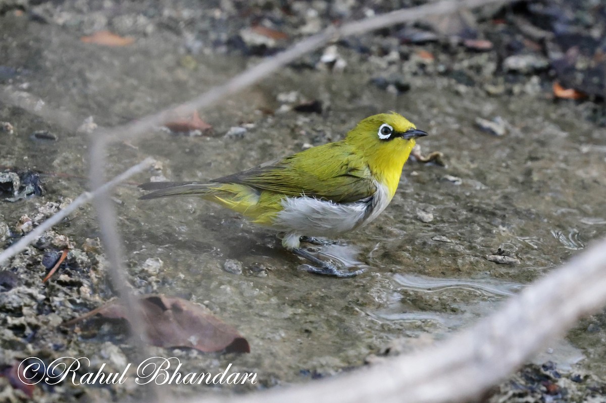 Indian White-eye - ML620164918