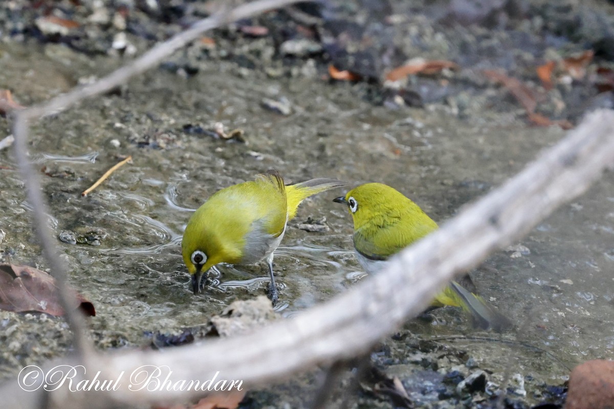 Indian White-eye - ML620164919