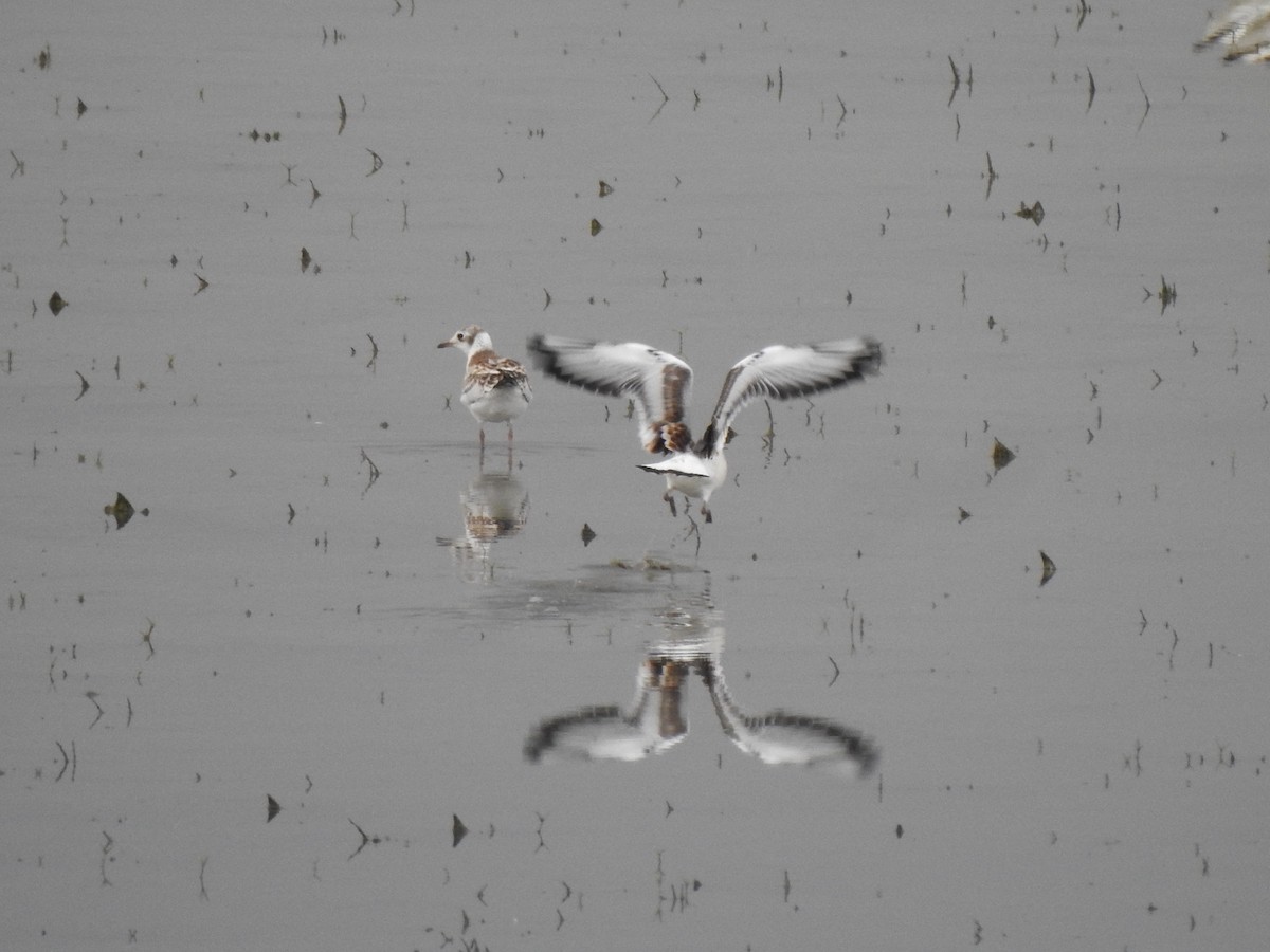 Mouette rieuse - ML620164934