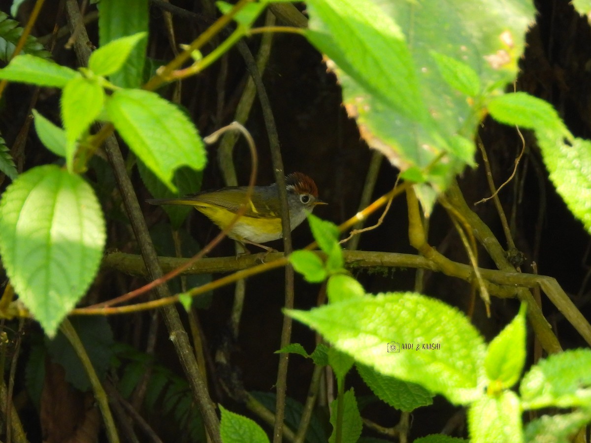 Chestnut-crowned Warbler - ML620164943