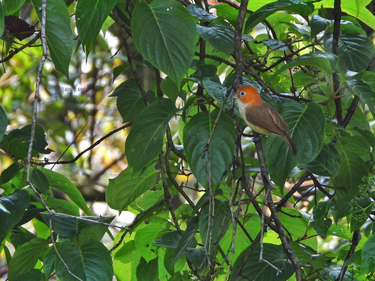 White-breasted Parrotbill - ML620164948