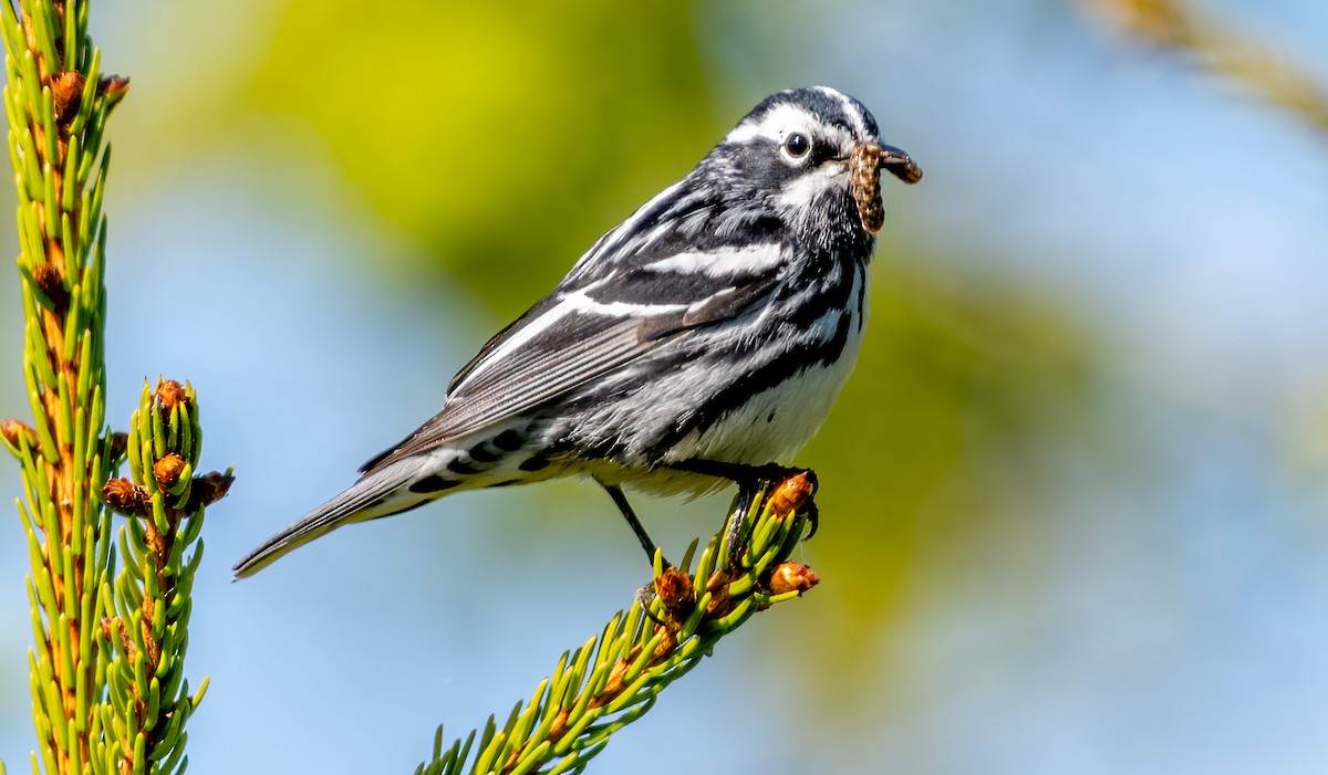 Black-and-white Warbler - ML620164962