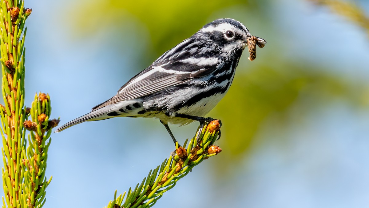 Black-and-white Warbler - ML620164963