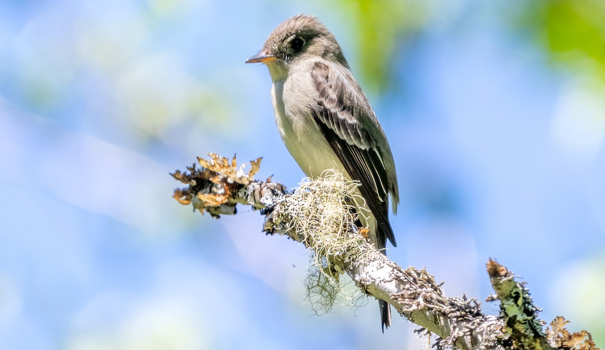 Eastern Wood-Pewee - ML620164965