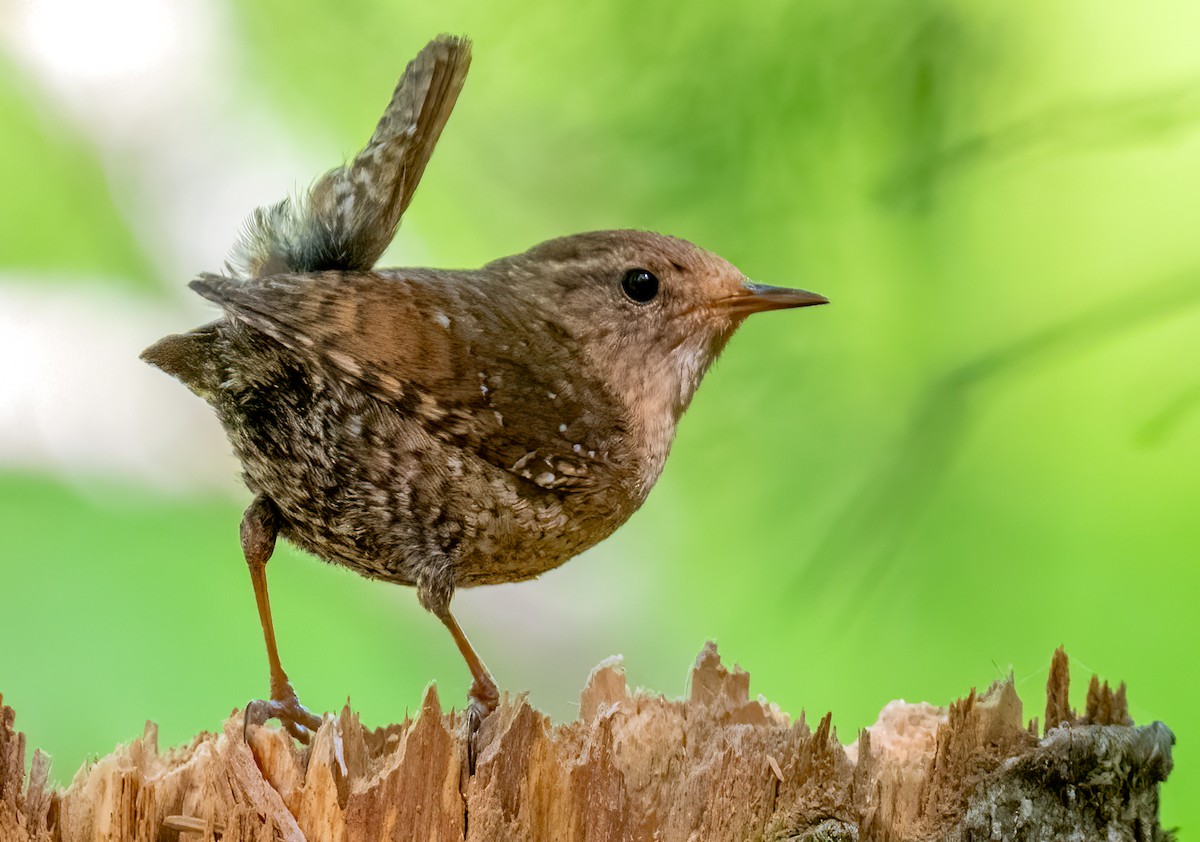 Winter Wren - ML620164988