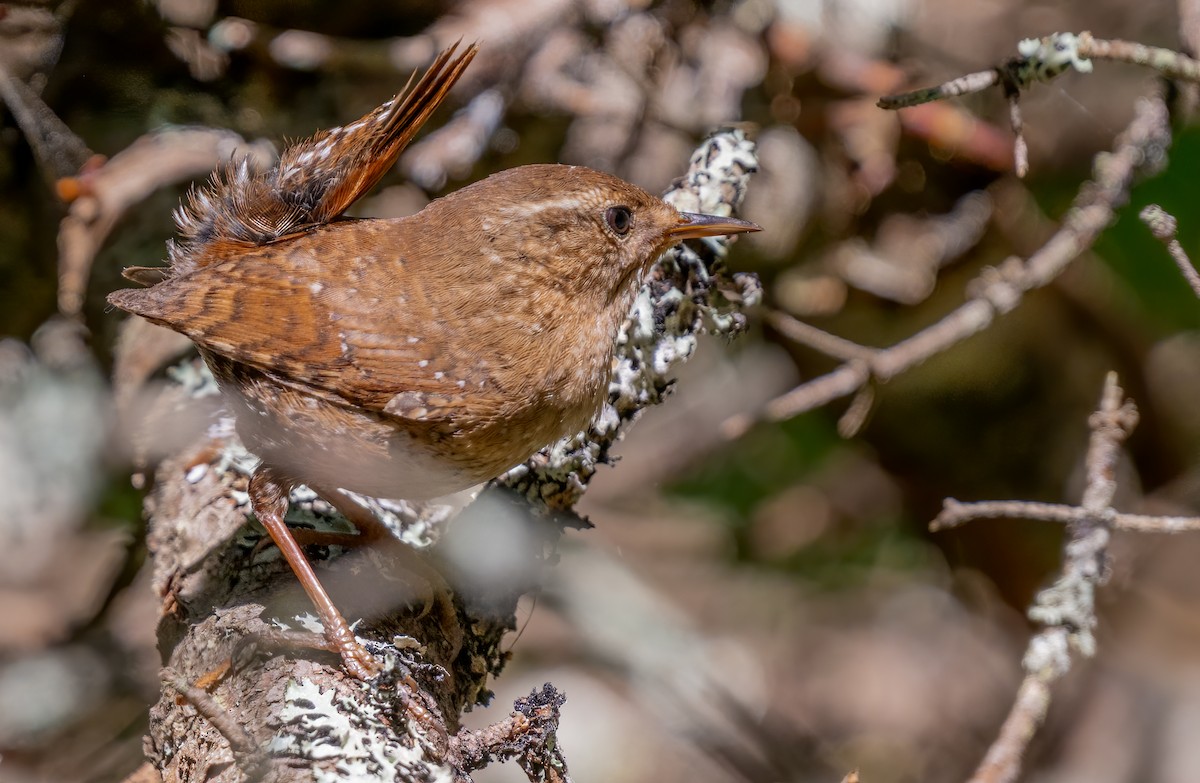 Winterzaunkönig - ML620164989