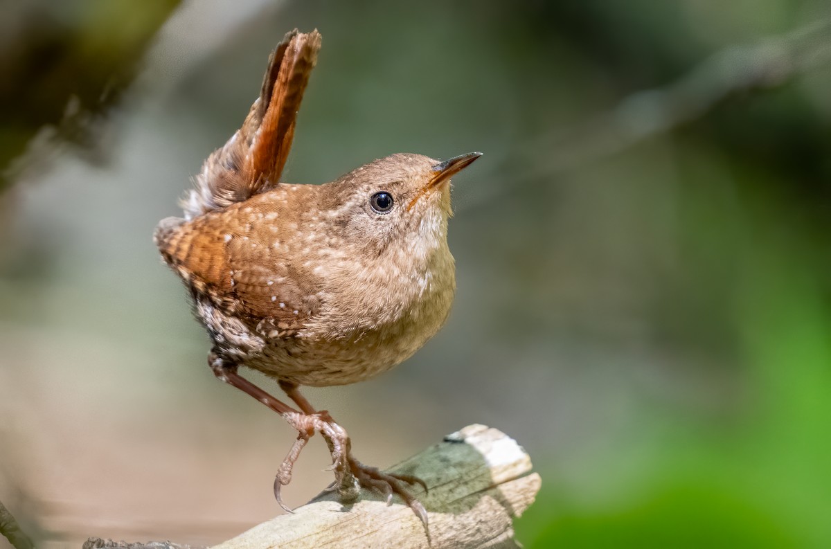 Winter Wren - ML620164991