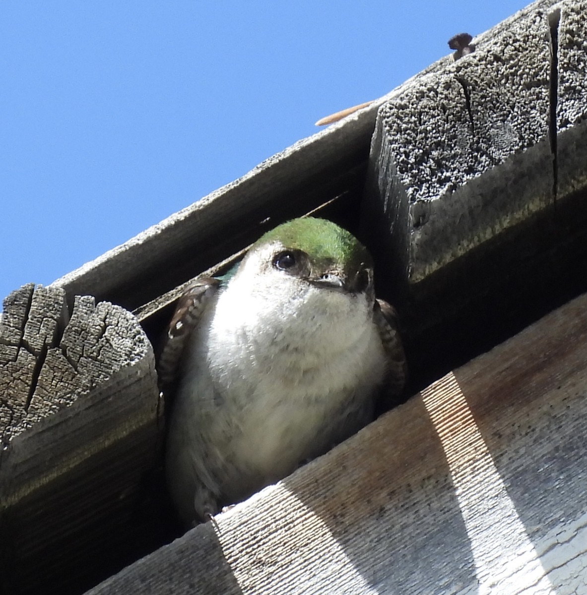 Golondrina Verdemar - ML620165006