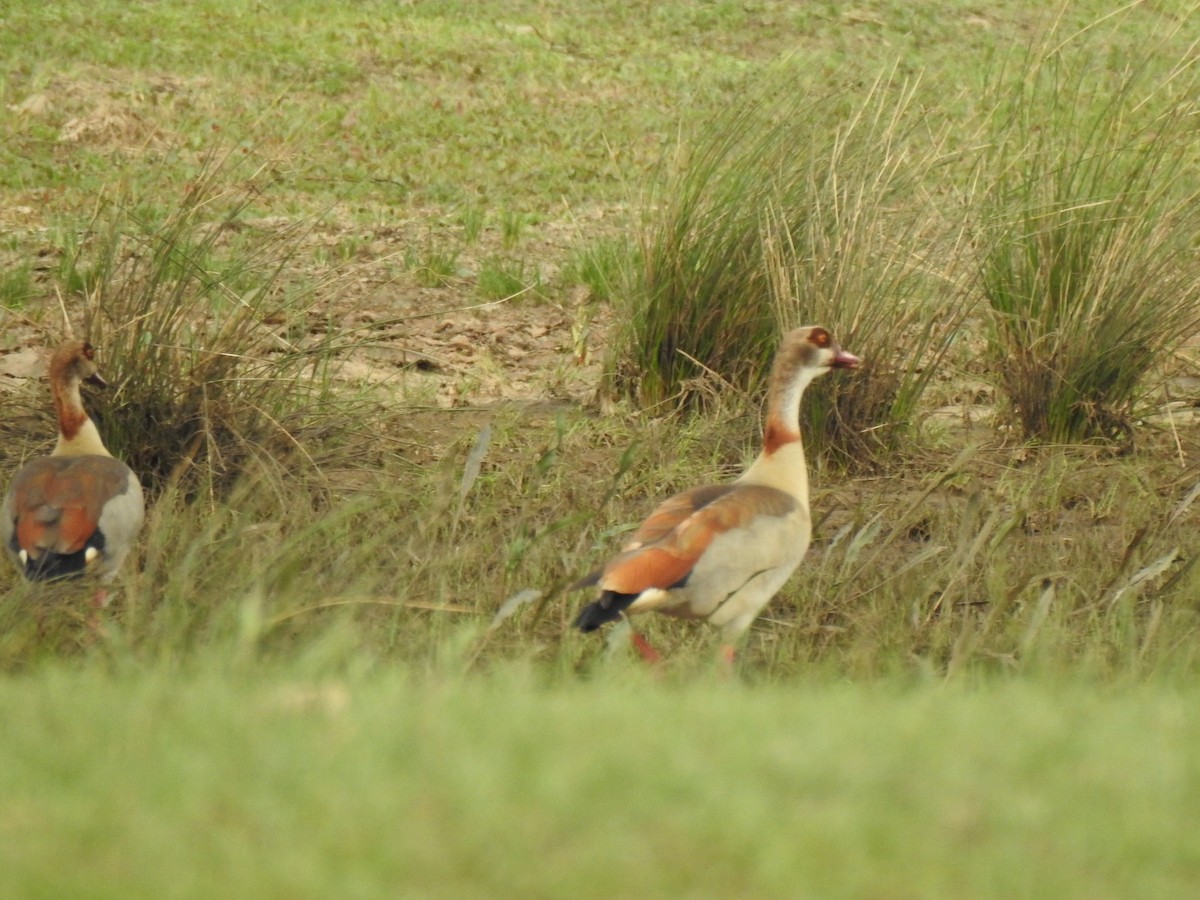 Nilgans - ML620165024