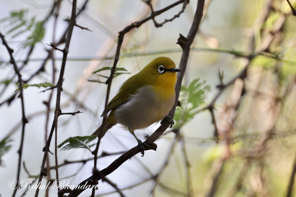 Indian White-eye - ML620165034