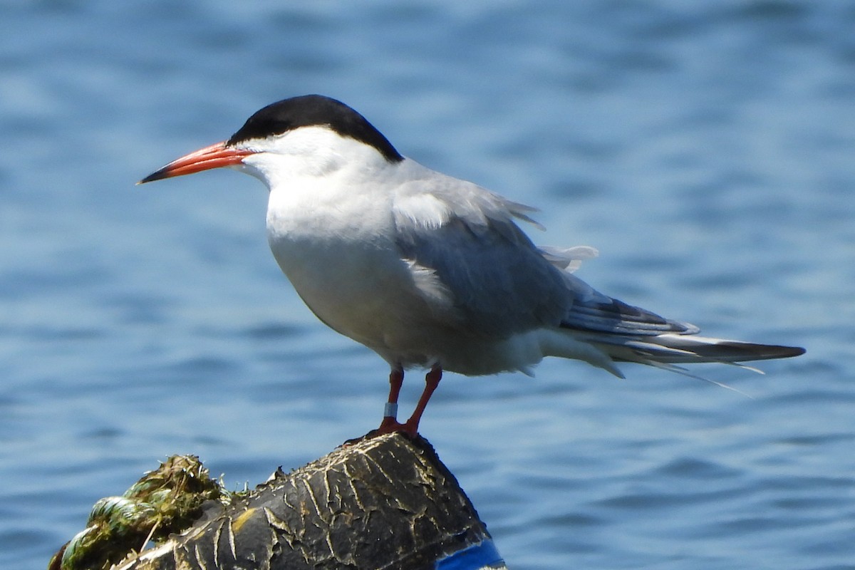 Common Tern - ML620165051