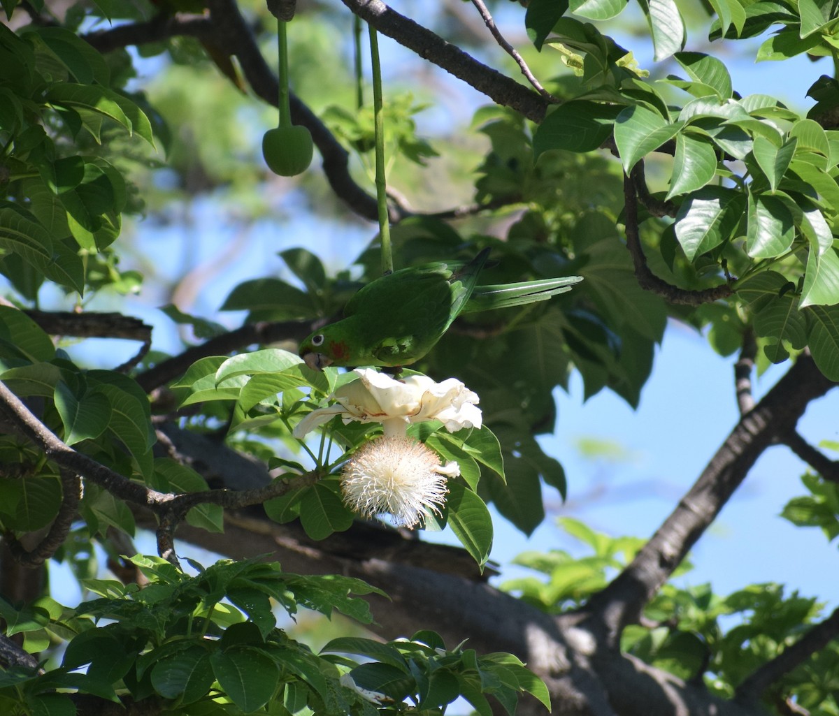 White-eyed Parakeet - Kathy Morales Eric Julson