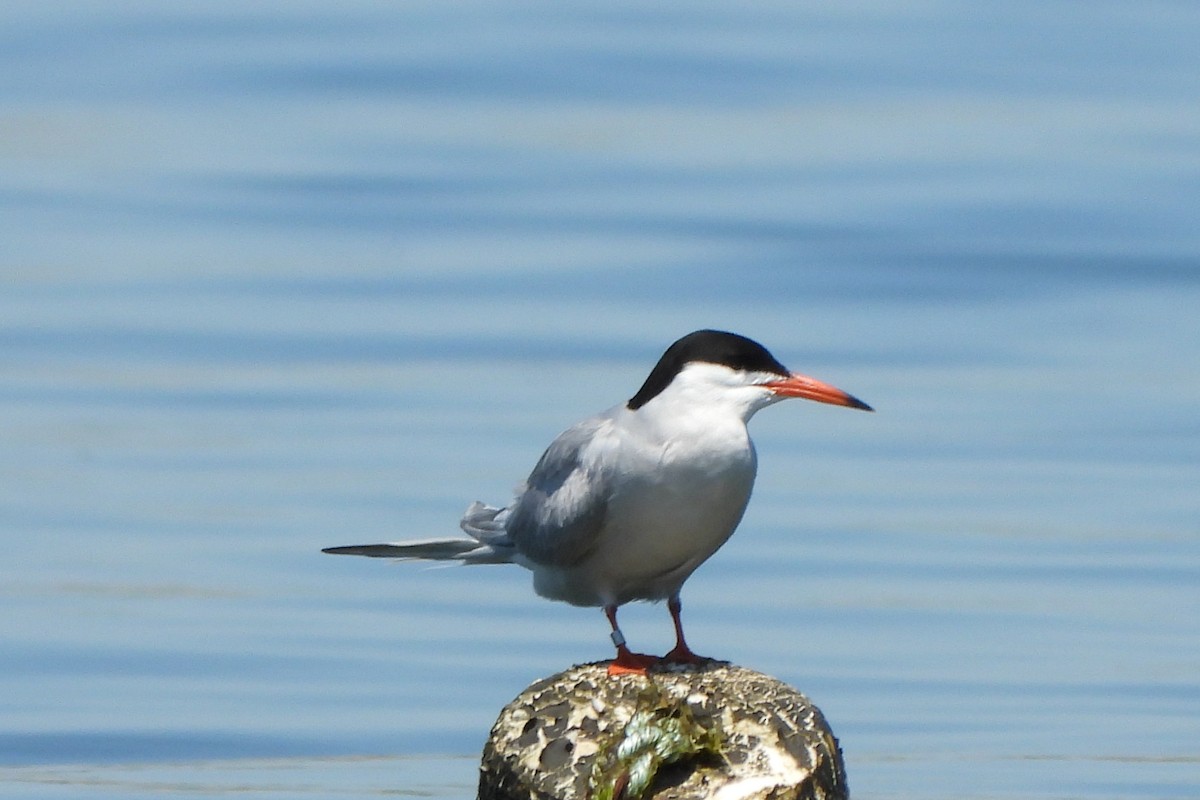 Common Tern - ML620165059