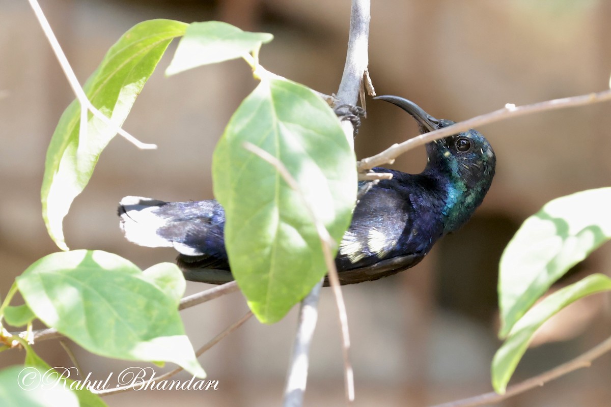 Purple Sunbird - ML620165062