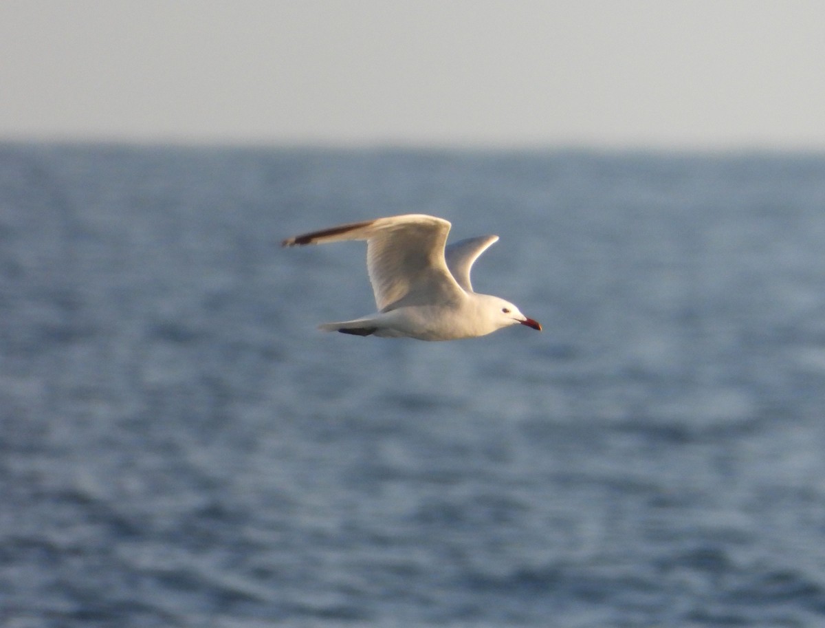 Audouin's Gull - ML620165074