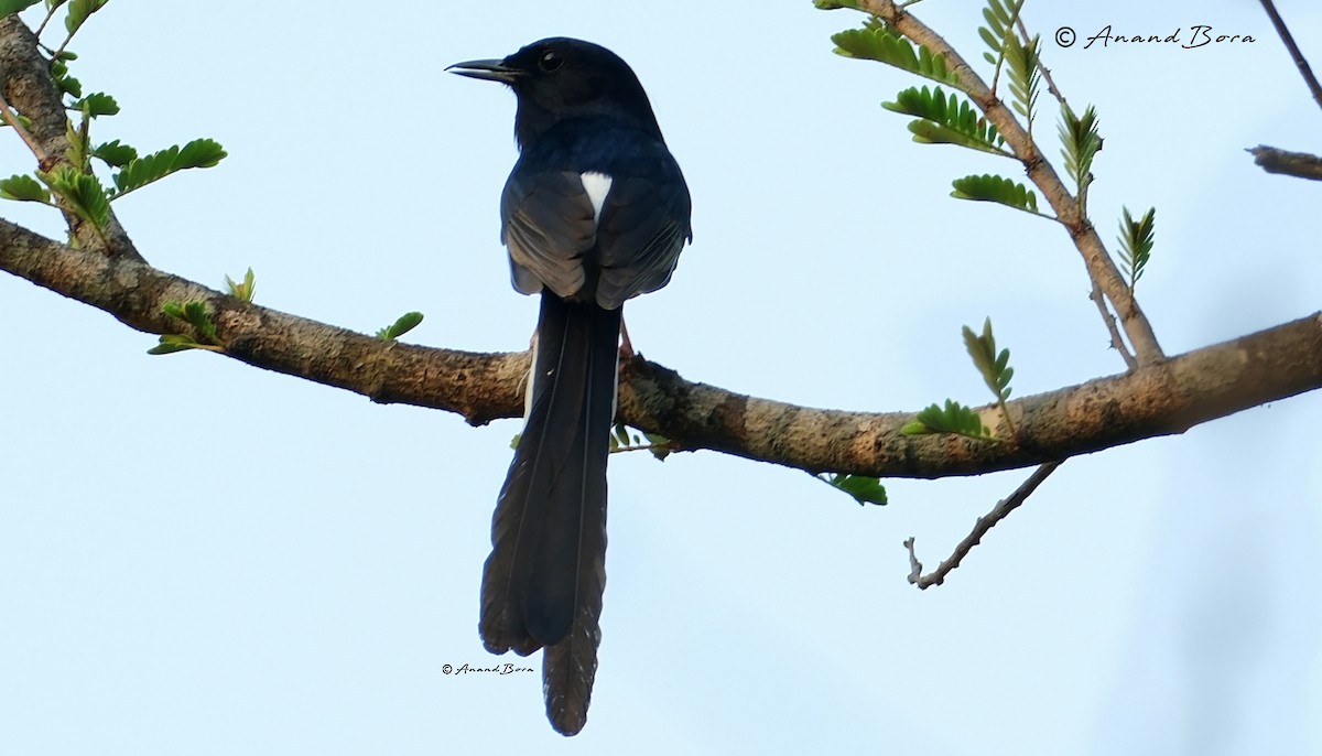 White-rumped Shama - ML620165077