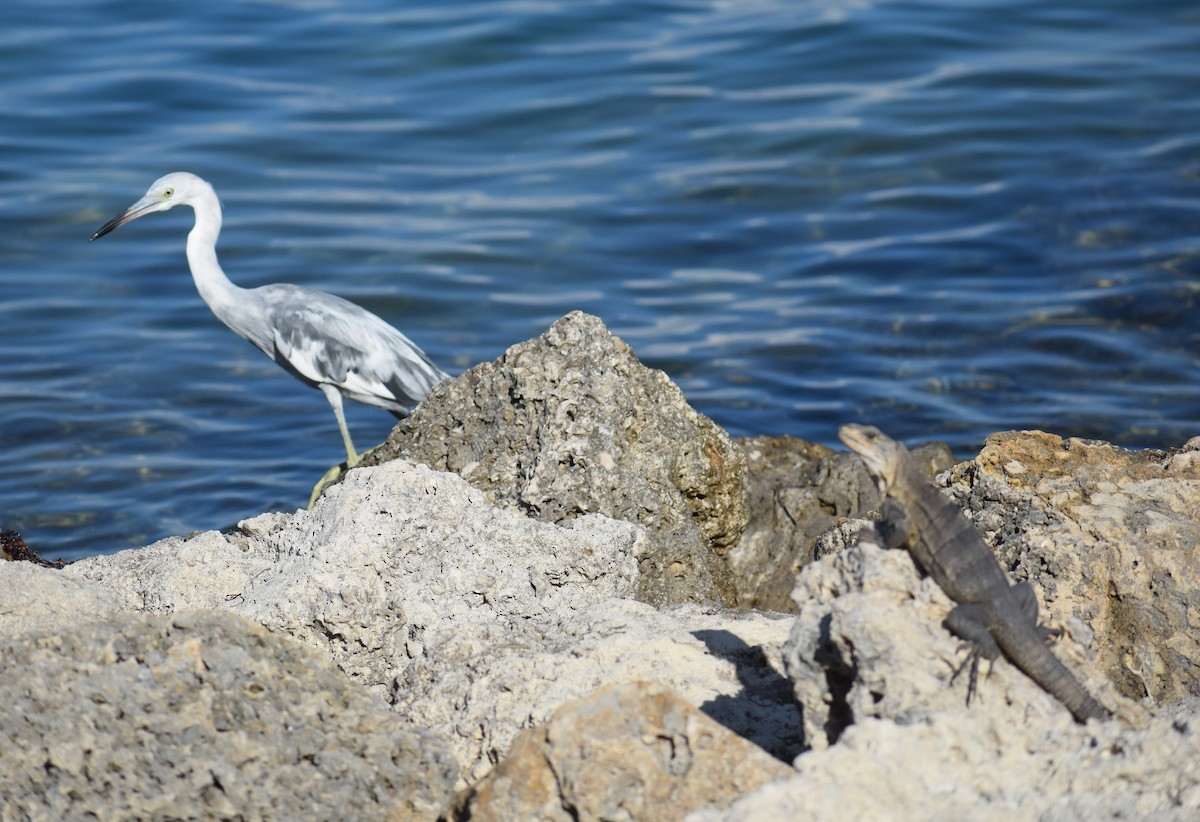 Little Blue Heron - ML620165078