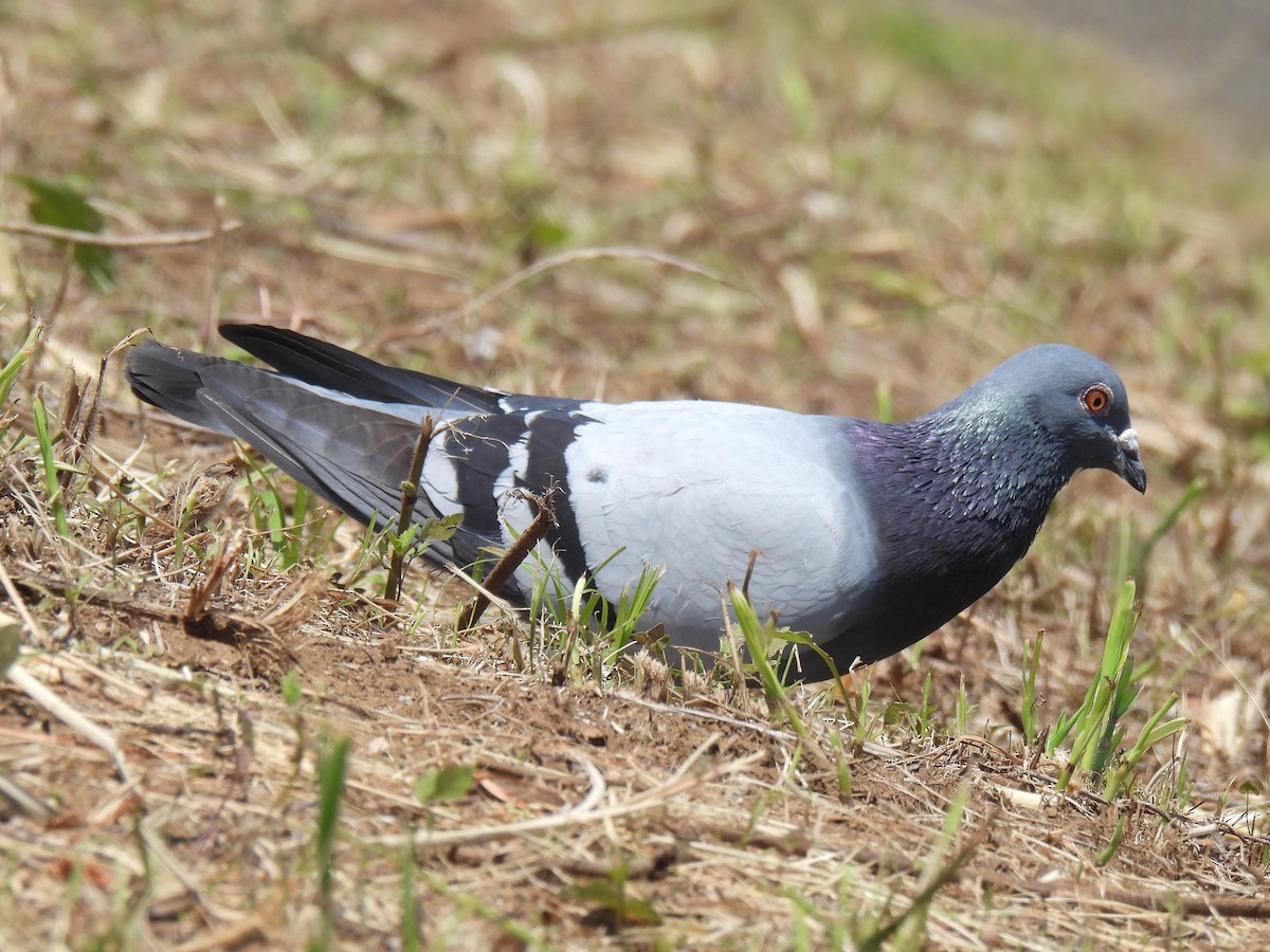 Rock Pigeon (Feral Pigeon) - ML620165095