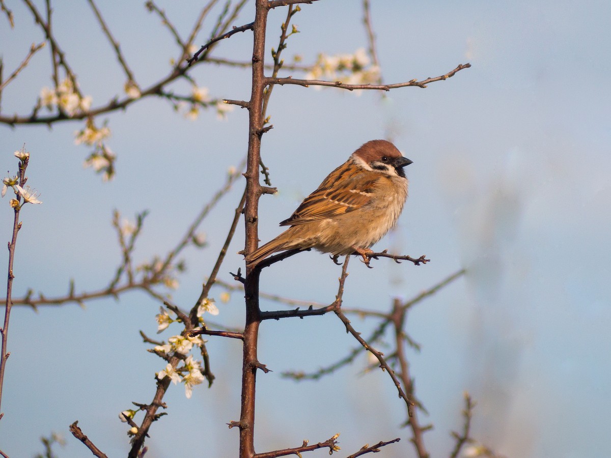 Eurasian Tree Sparrow - ML620165115