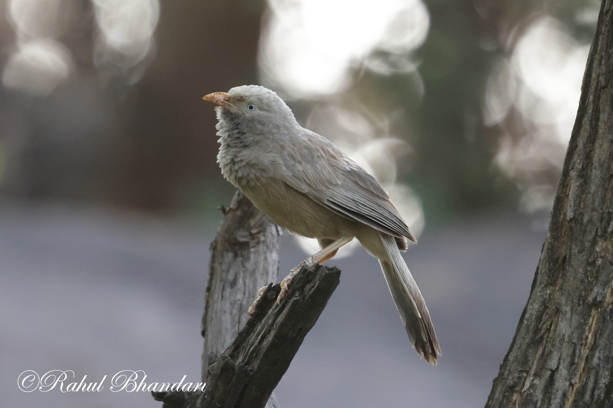 Yellow-eyed Babbler - ML620165119