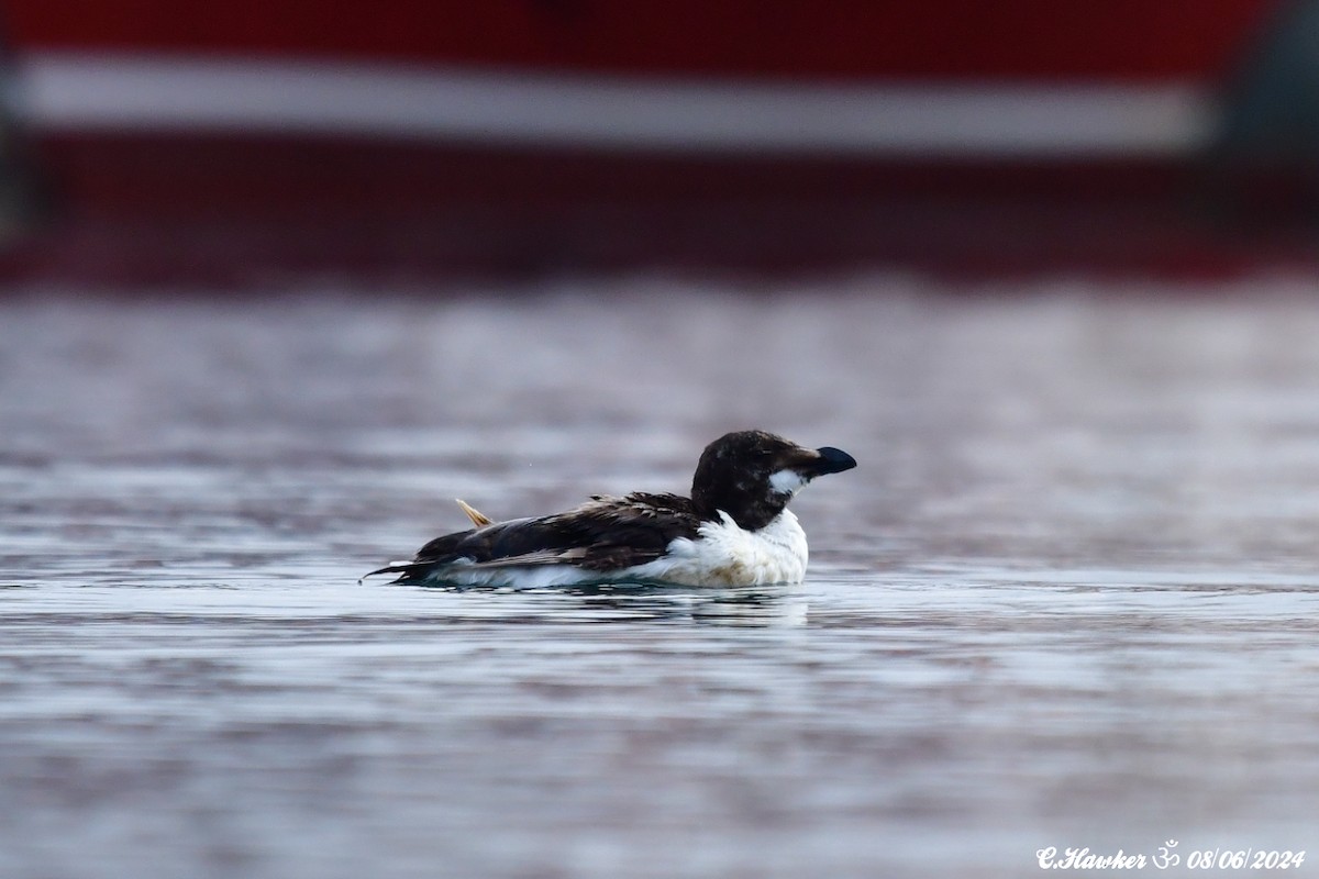 Razorbill - ML620165146