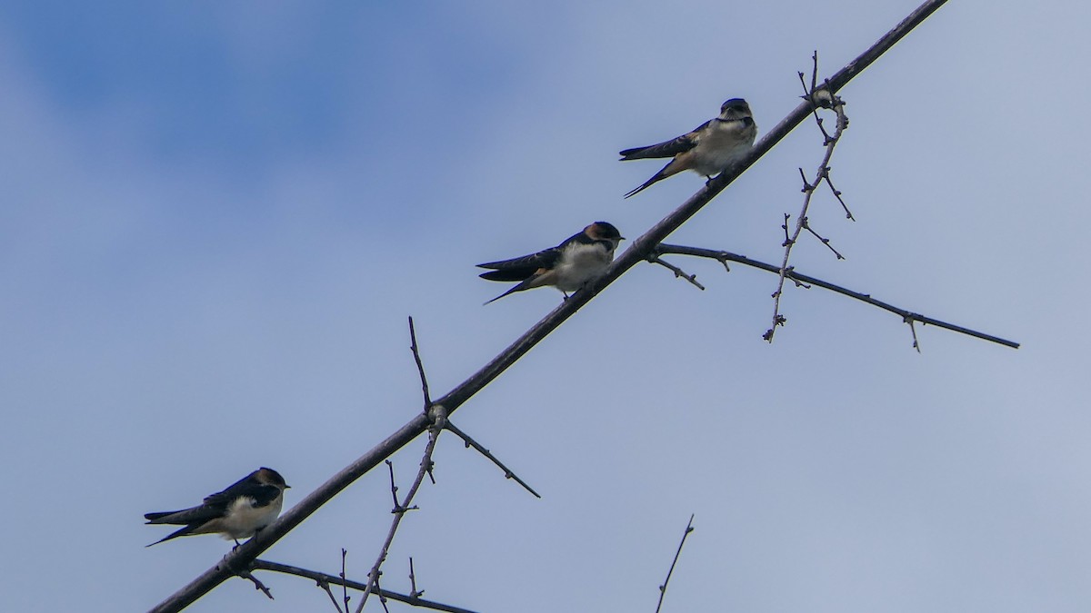 Red-rumped Swallow - ML620165153