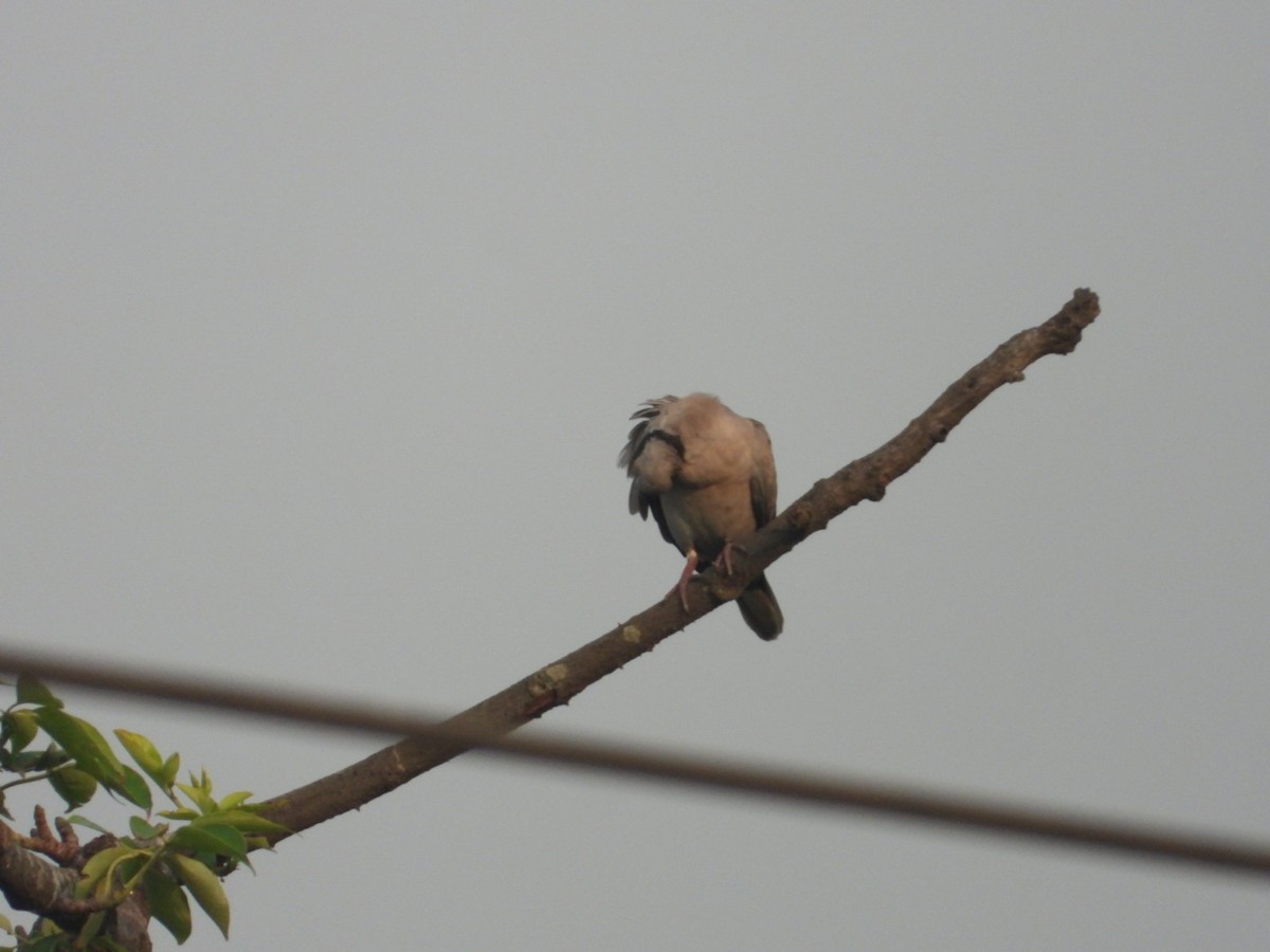 Red Collared-Dove - ML620165160