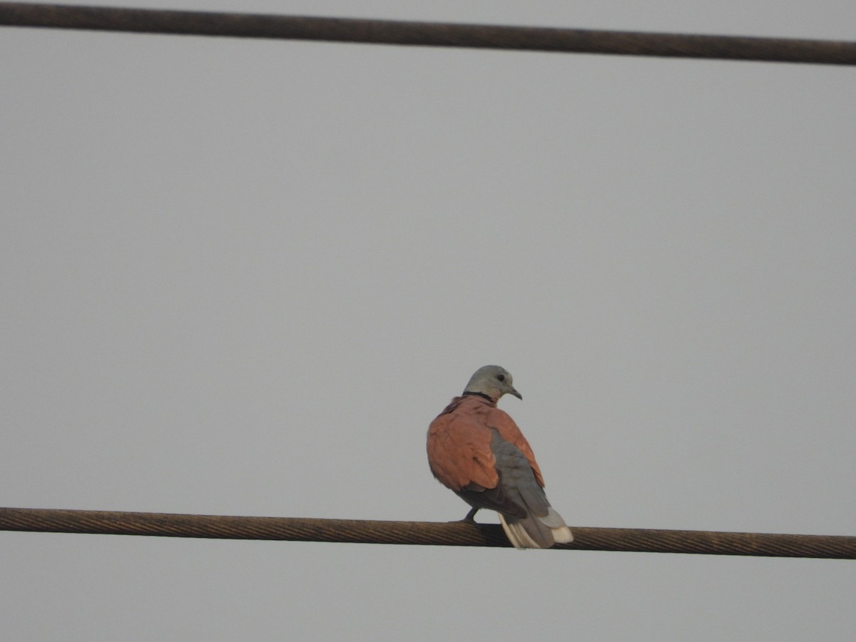 Red Collared-Dove - ML620165161
