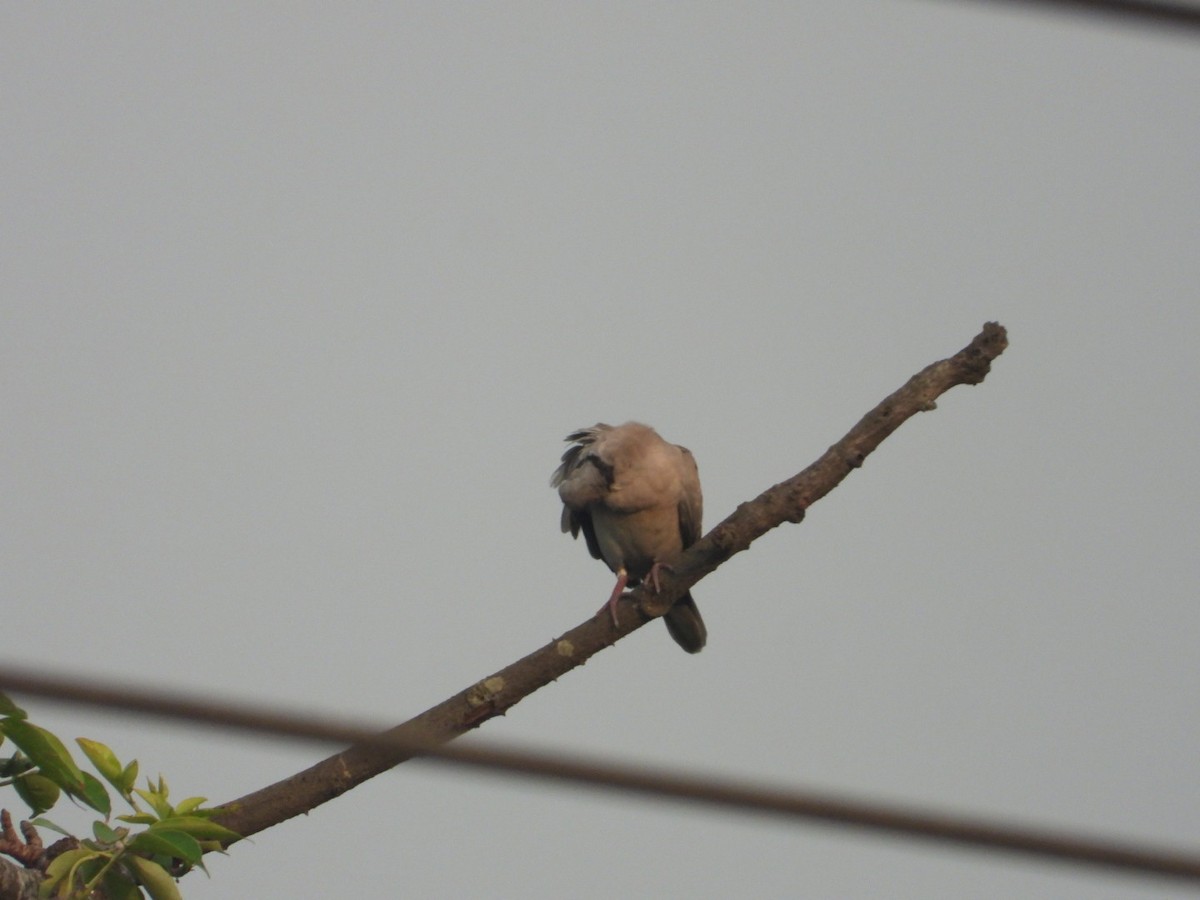 Red Collared-Dove - ML620165162