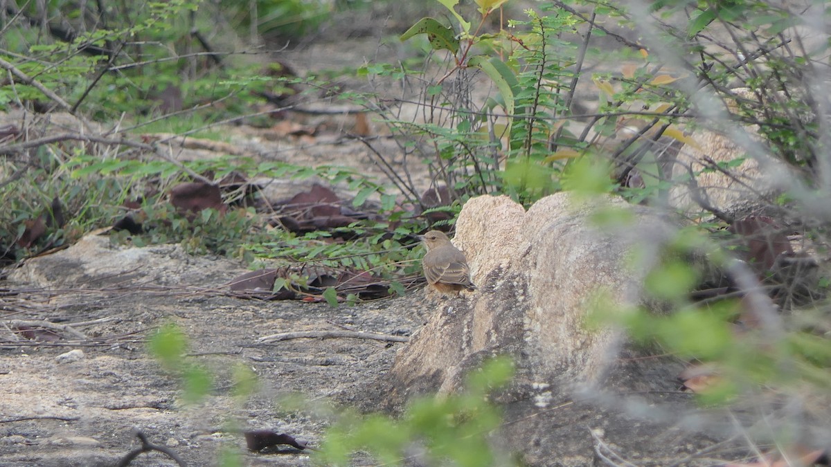 Rufous-tailed Lark - ML620165168