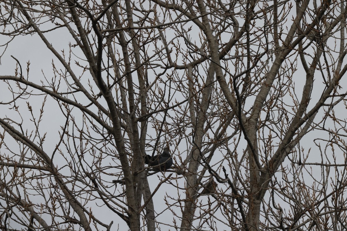 Topknot Pigeon - ML620165178