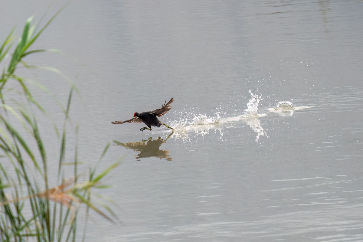 Eurasian Moorhen - ML620165182