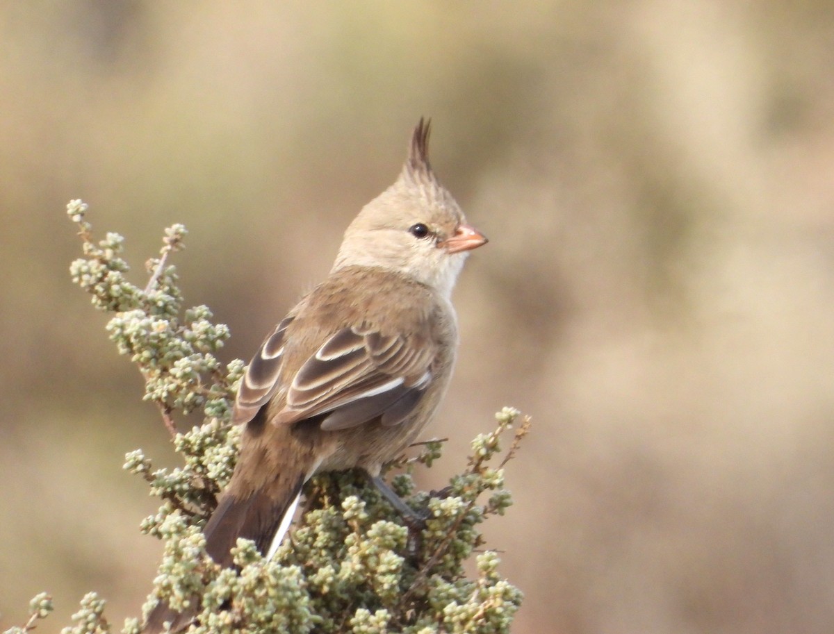 Chirruping Wedgebill - ML620165209