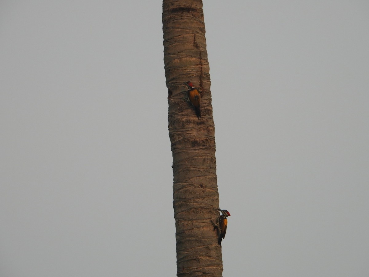 Black-rumped Flameback - ML620165214