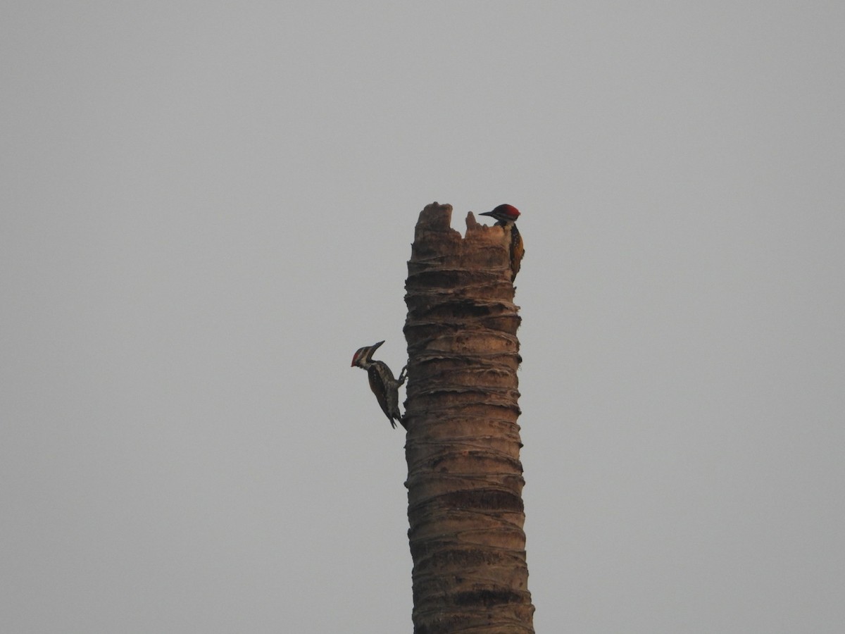 Black-rumped Flameback - ML620165215