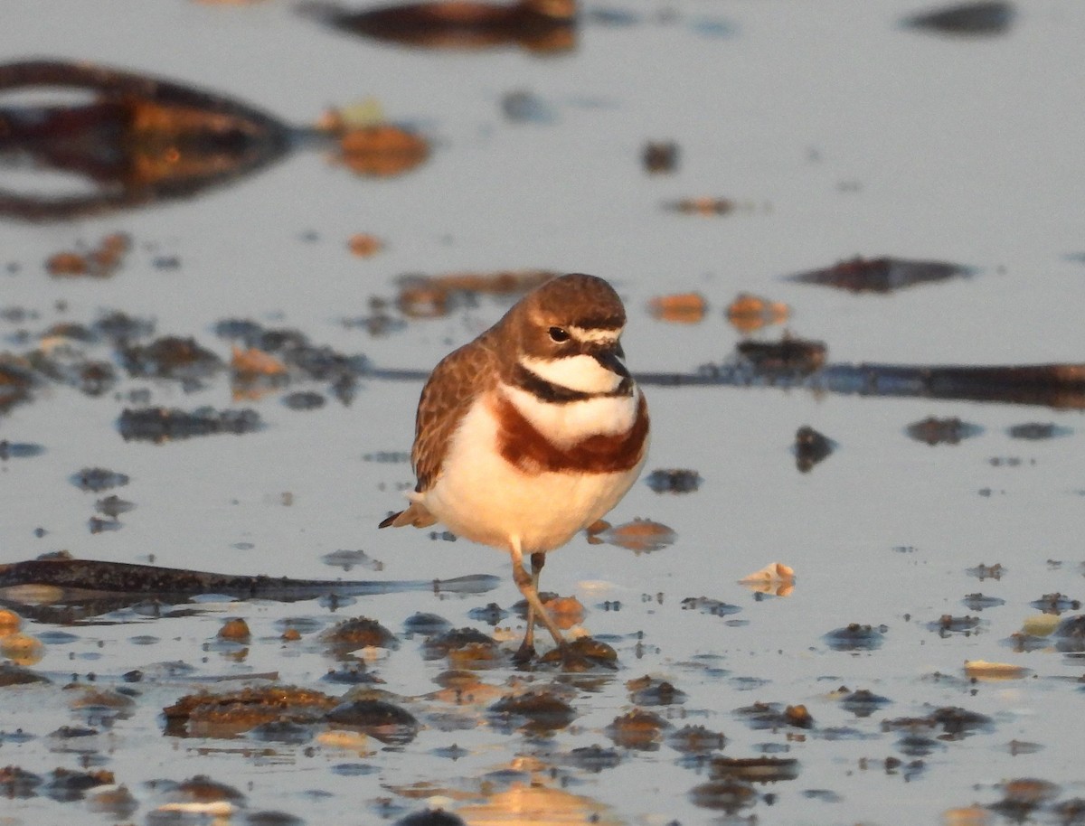 Double-banded Plover - ML620165232