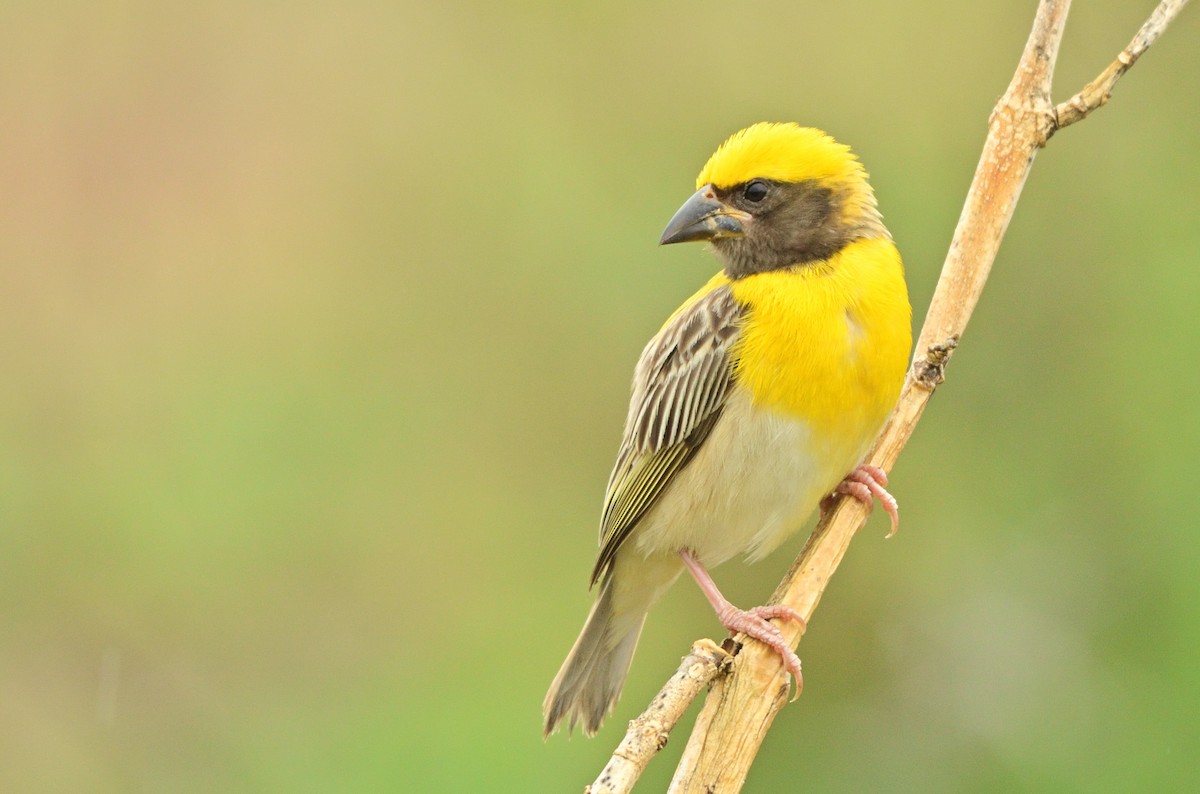 Baya Weaver - Raj Kumar Shiwani