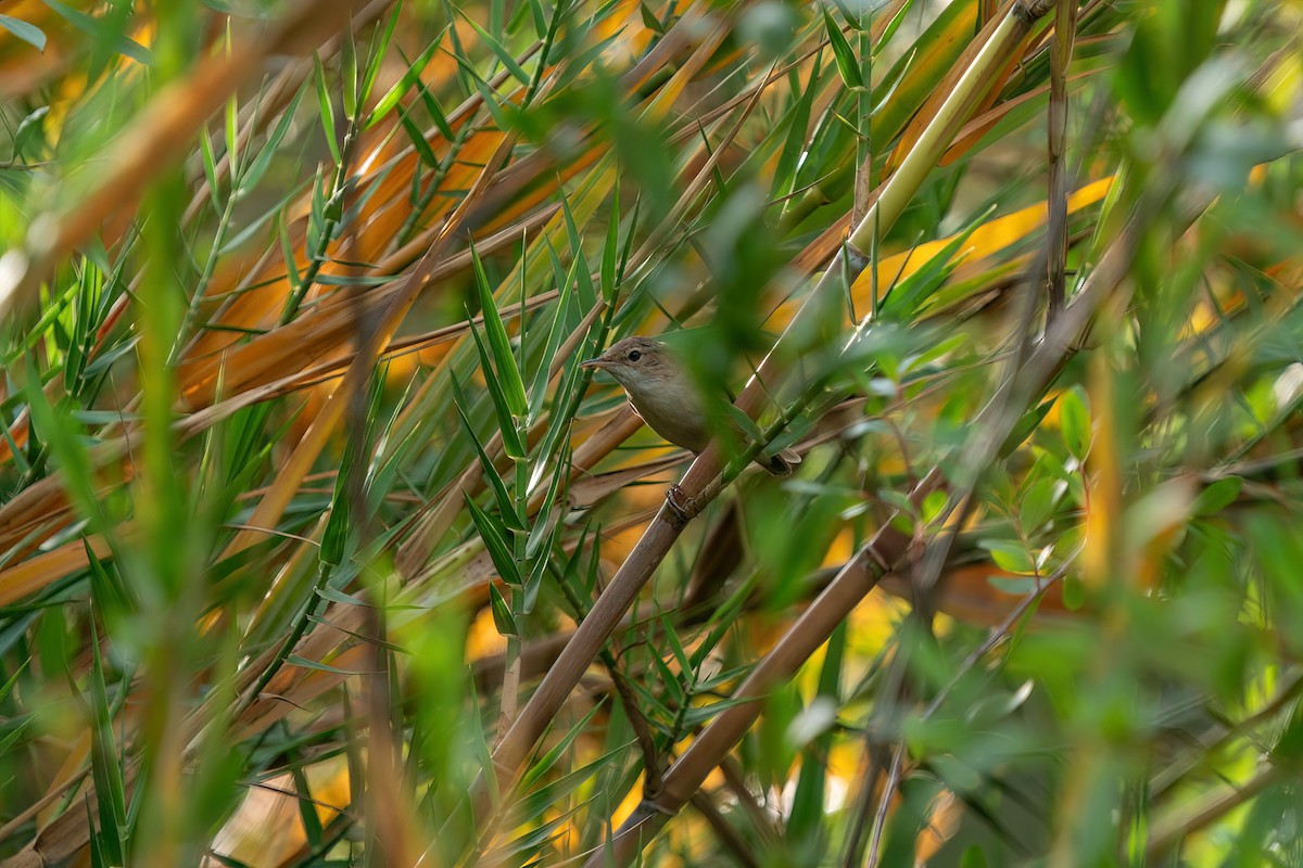 Common Reed Warbler - ML620165234