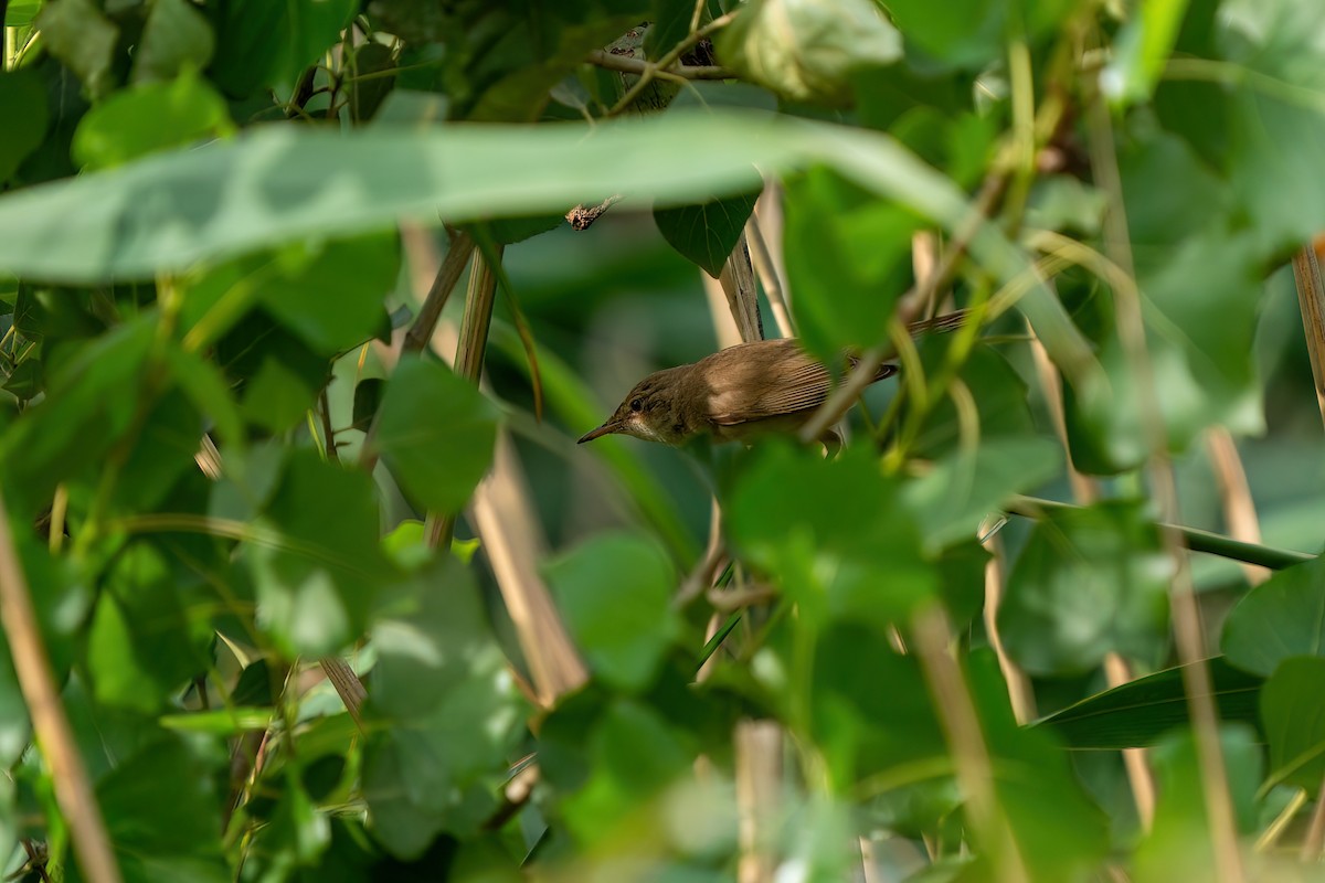 Common Reed Warbler - ML620165235