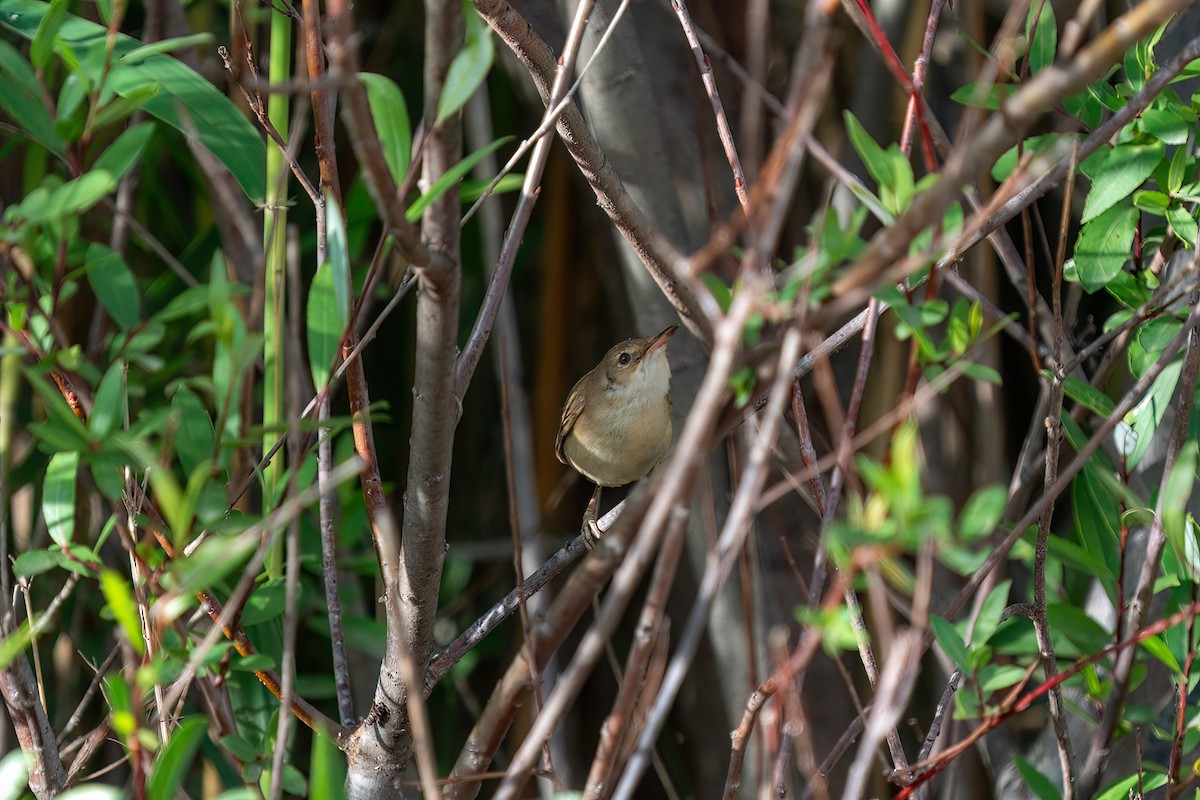 Common Reed Warbler - ML620165236