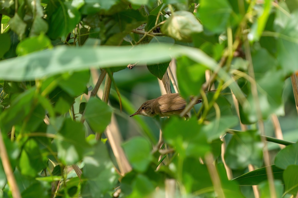 Common Reed Warbler - ML620165237