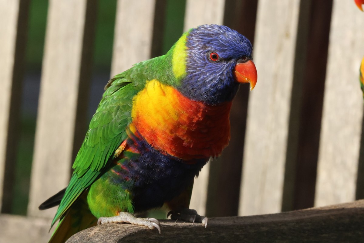 Rainbow Lorikeet - ML620165249