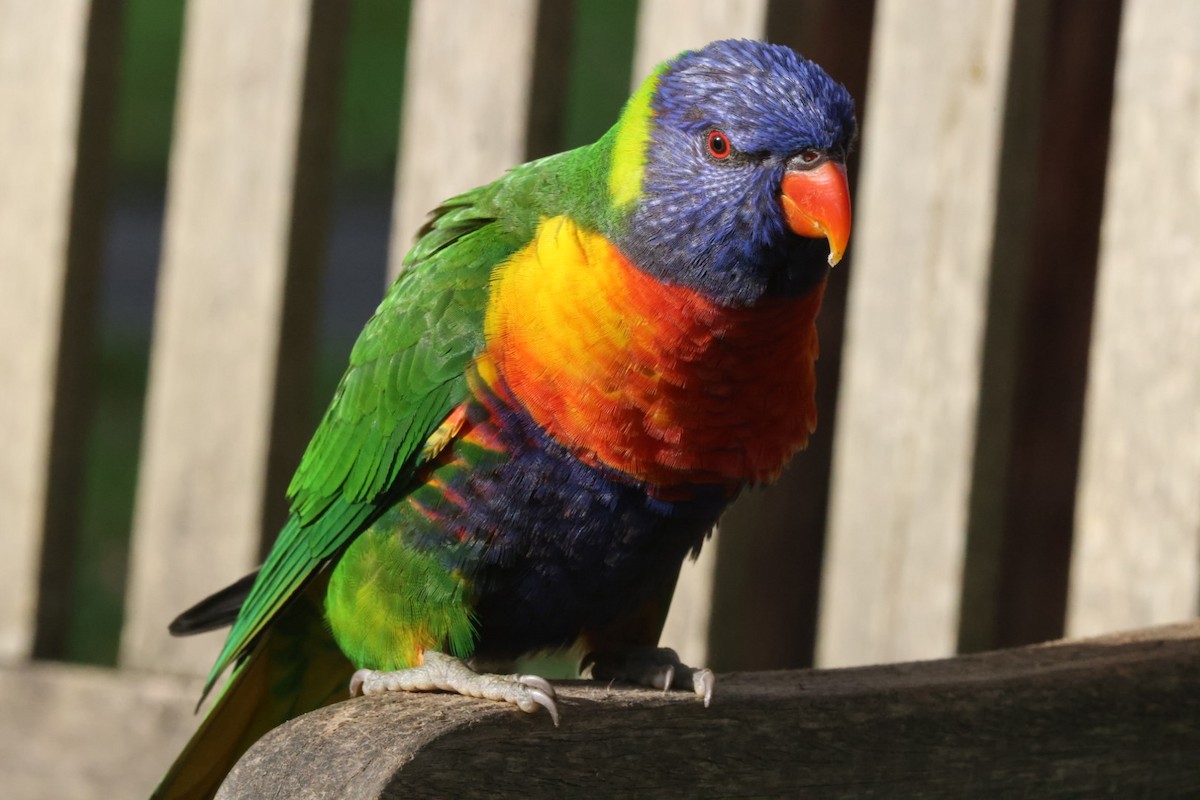 Rainbow Lorikeet - ML620165251