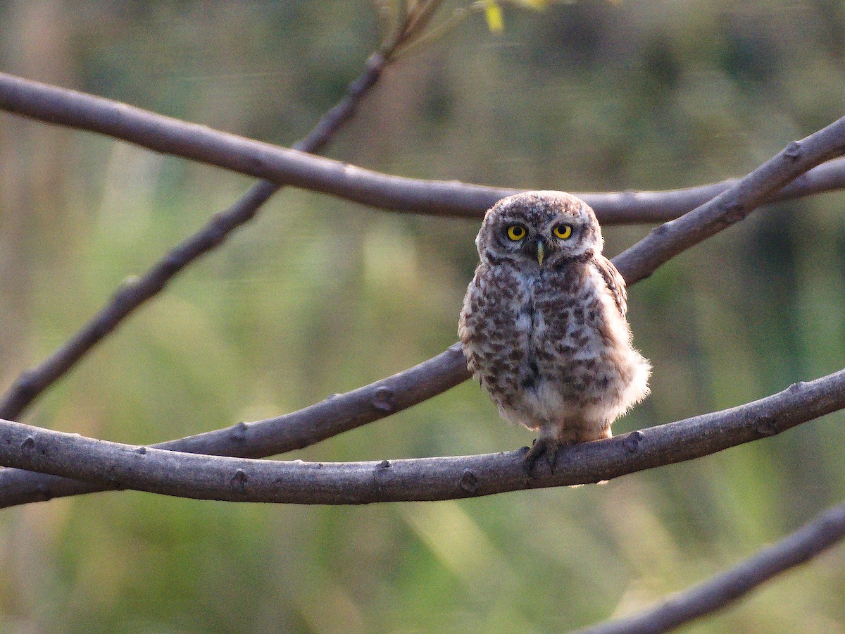 Spotted Owlet - ML620165263