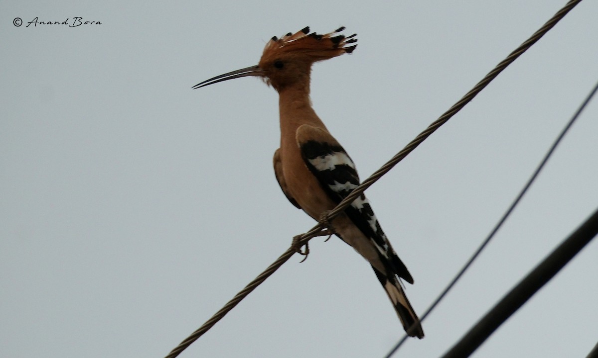 Eurasian Hoopoe - ML620165267