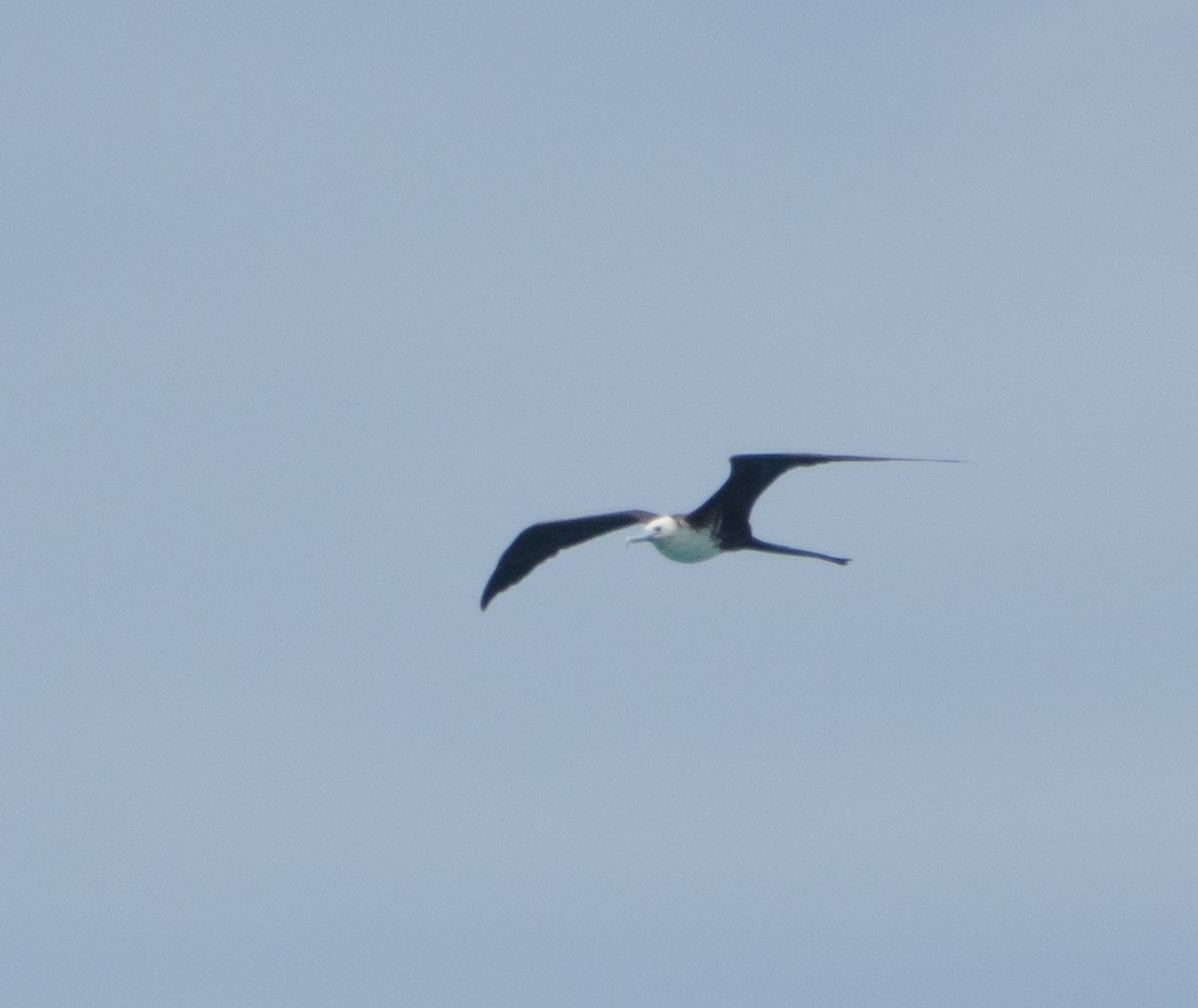 Magnificent Frigatebird - ML620165269